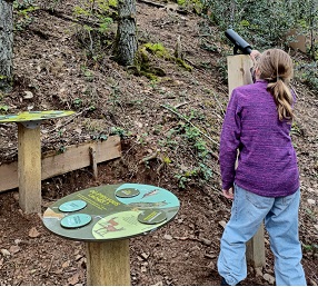 Les secrets de la forêt